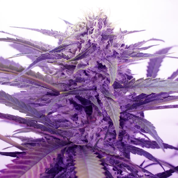 image from Cómo cultivar marihuana morada