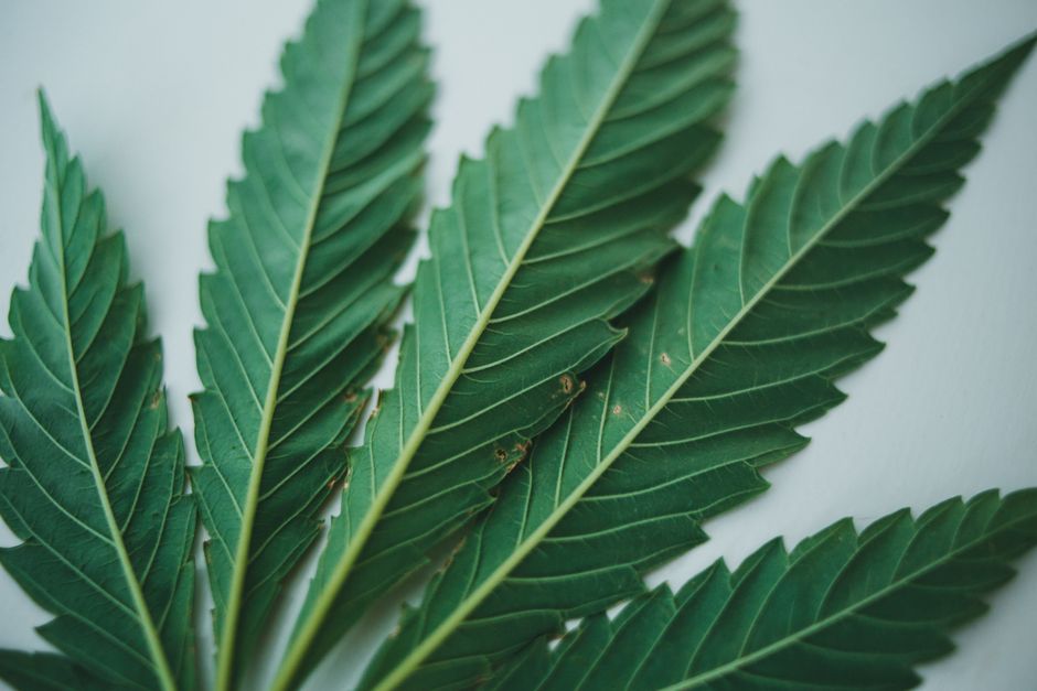 Hoja joven de cannabis con clorosis: amarillea entre los nervios mientras las venas siguen verdes
