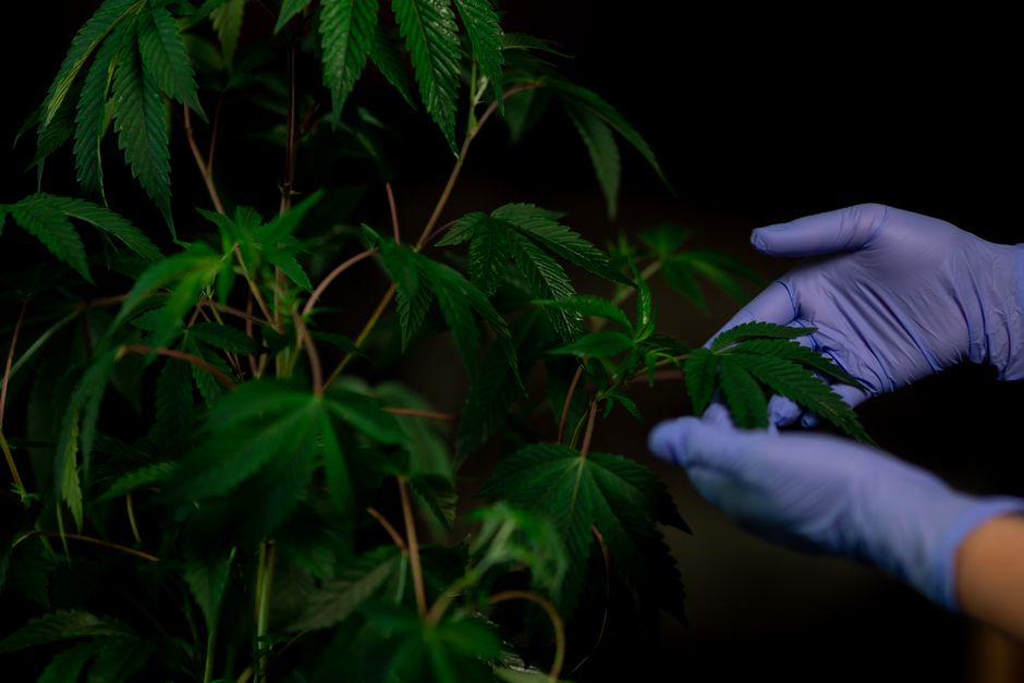 Cultivador revisando de cerca las hojas de una planta de cannabis en un armario de cultivo
