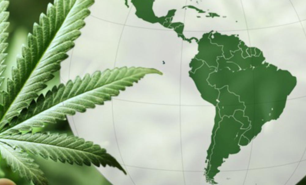A pesar de la pandemia, se espera que la industria mundial de marihuana alcance los 89 mmdd para 2024