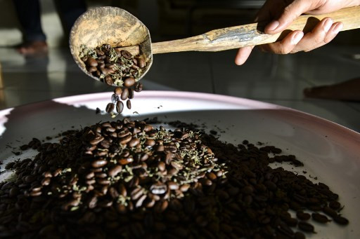 Activistas indonesios luchan para eliminar la pena de muerte a cultivadores de marihuana