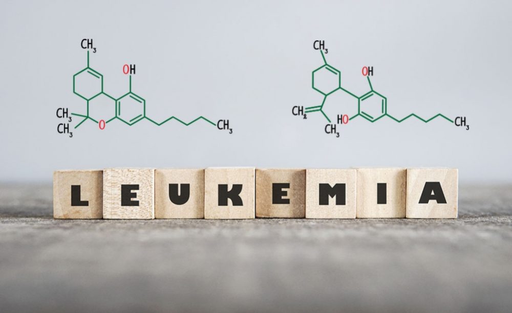 Cannabis medicinal y su potencial para tratar la leucemia
