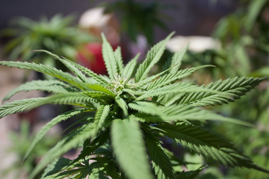 Planta de cannabis joven doblada y atada al borde de la maceta con alambre forrado
