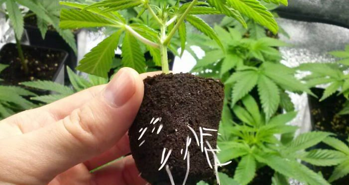 Cómo clonar tus plantas de marihuana