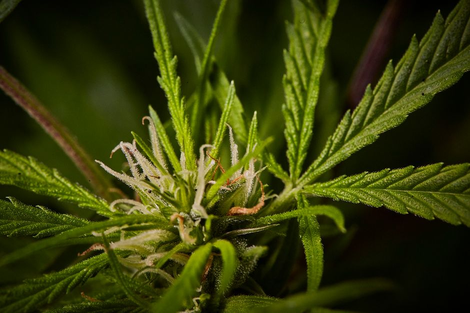 Tricomas del cannabis en sus tres estados de madurez: transparente, lechoso y ámbar