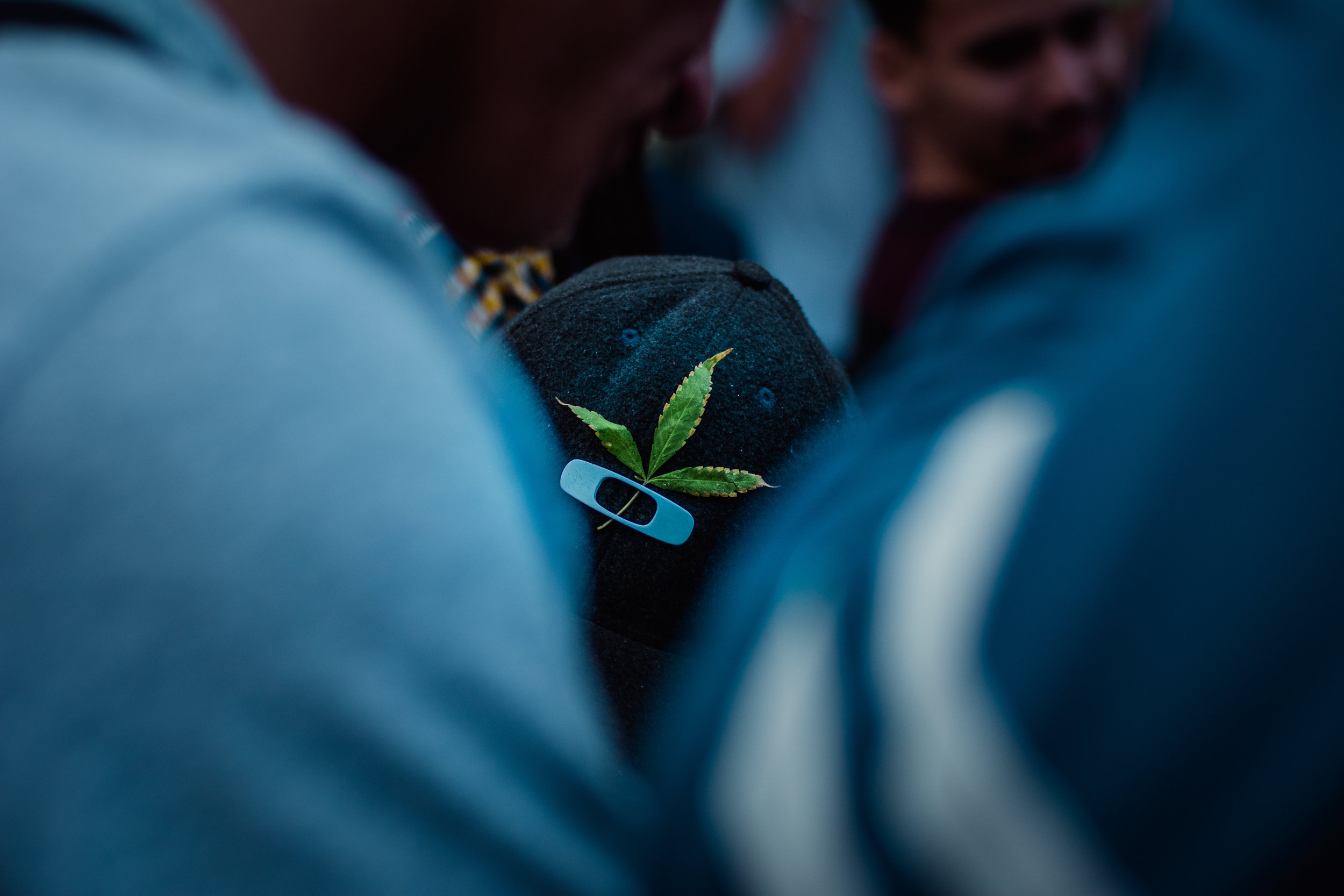 El efecto séquito: ¿Por qué la planta entera de marihuana ofrece mejores beneficios?