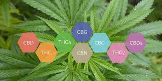El efecto séquito en el cannabis y la evidencia científica que lo respalda