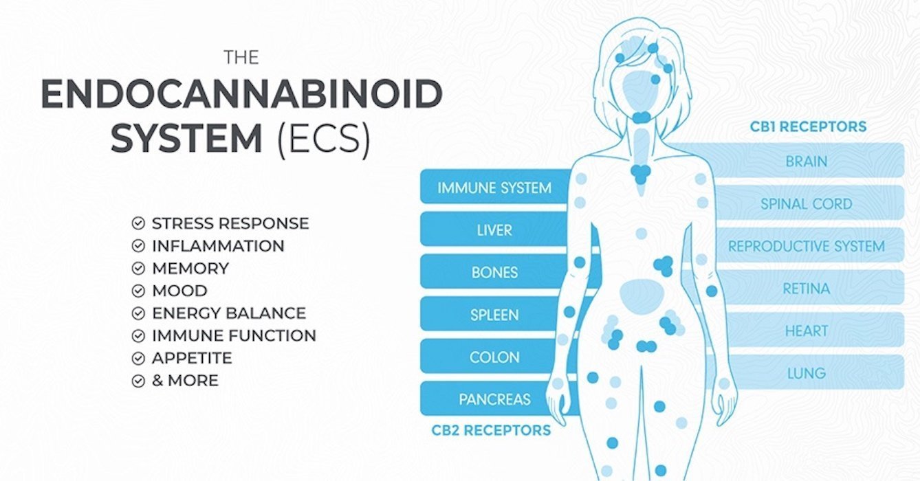 Esto es lo que algunos expertos afirman sobre el sistema endocannabinoide