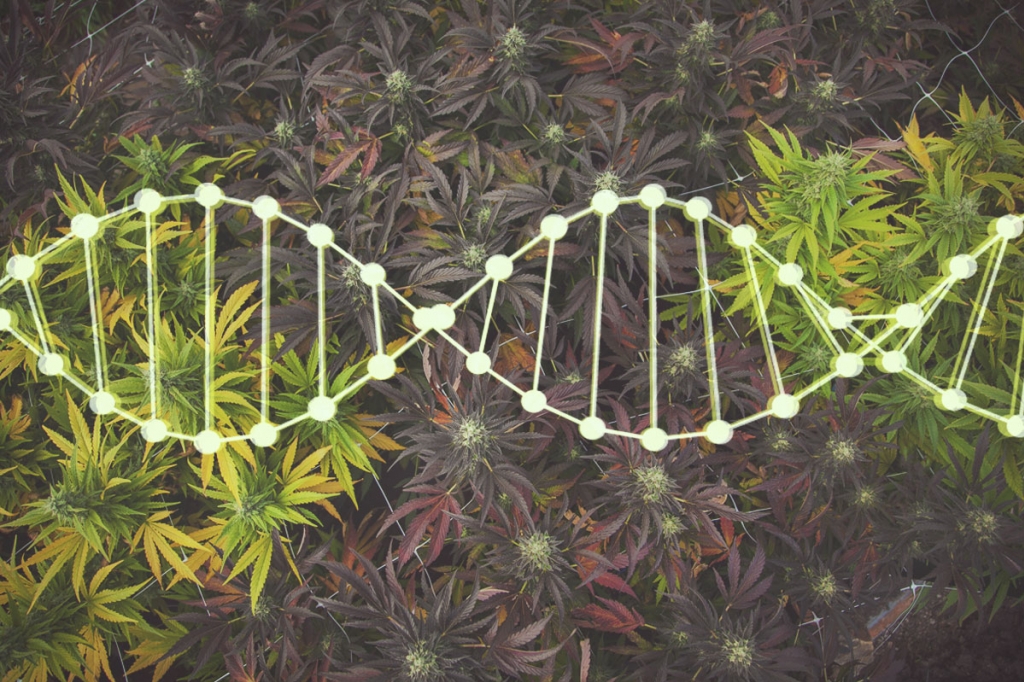 Breve historia de la hibridación: la cría y cruza que dieron vida a las cepas modernas de cannabis