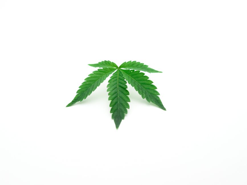 Comparación de la forma de hoja entre planta tipo indica y tipo sativa
