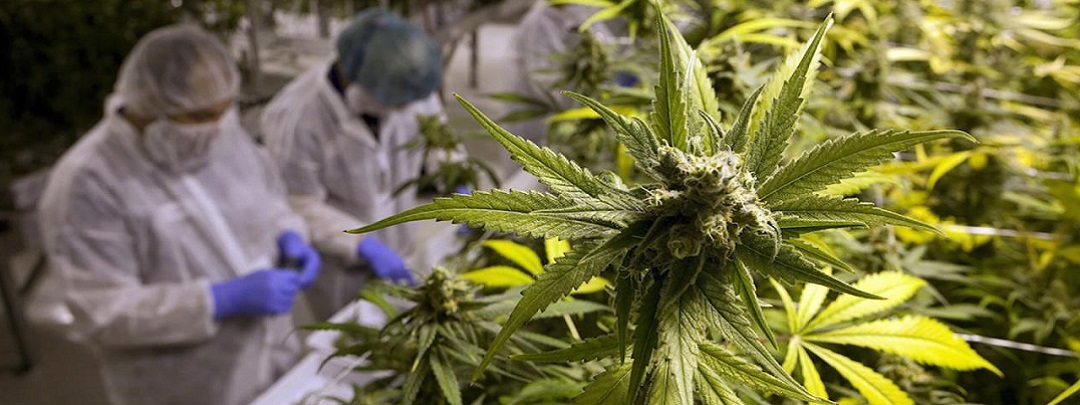 La industria del cannabis y su alto costo ambiental