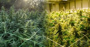 Marihuana cultivada en exterior o interior ¿Cuál es mejor?