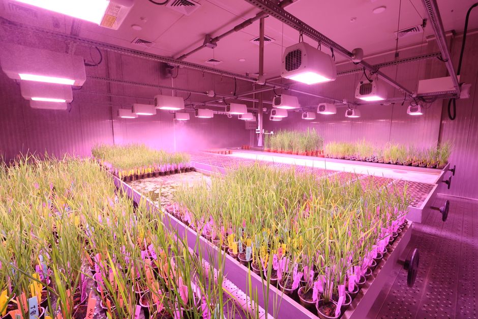 Panel LED de cultivo iluminando plántulas dentro de un armario de cultivo cerrado