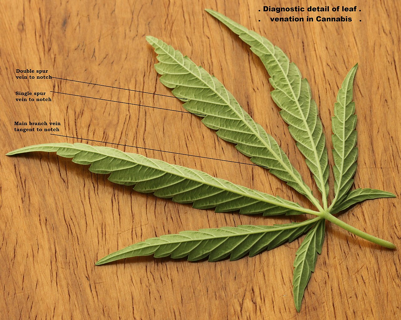 Pausa de tolerancia al cannabis: la guía completa para resetear tu cuerpo (y disfrutar con menos)