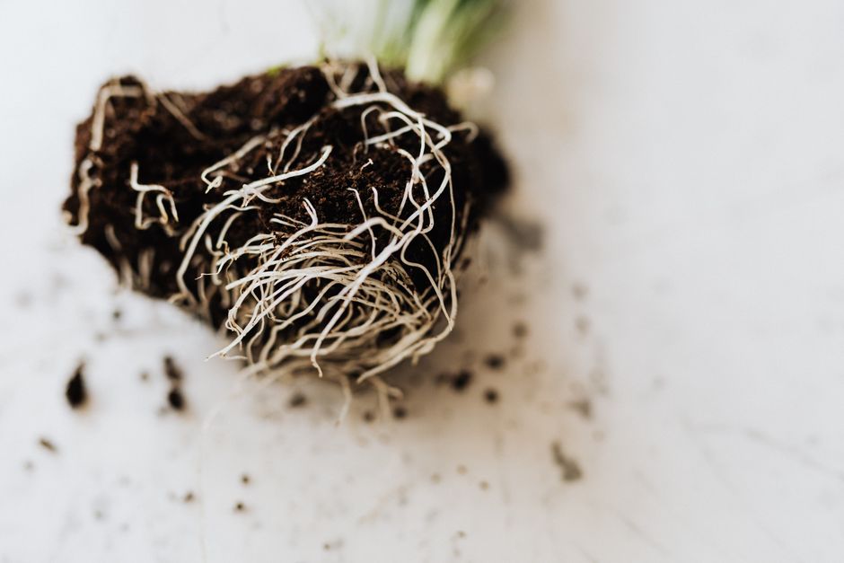 Raíces de una planta de cannabis en el sustrato, donde absorbe nutrientes y posibles metales