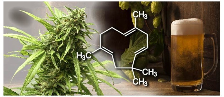 ¿Qué es el humuleno y cuáles son los beneficios de este terpeno de cannabis?