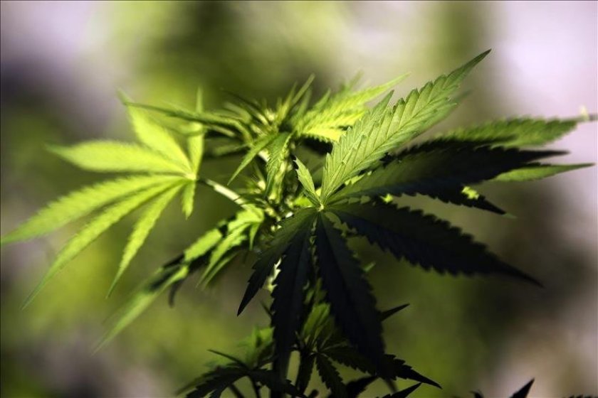 Senadores en EU piden asistencia económica para las empresas de cannabis durante la cuarentena