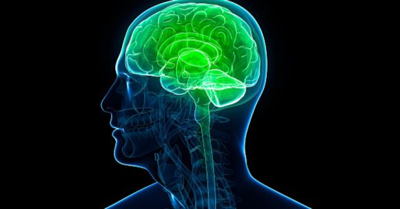 Conociendo el sistema endocannabinoide: 10 puntos básicos que todos deberíamos saber
