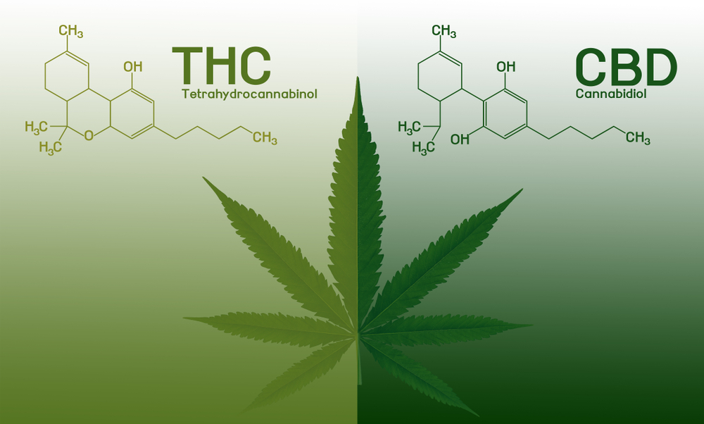 Sistema endocannabinoide: Cómo funciona y de qué manera influyen el CBD y el THC