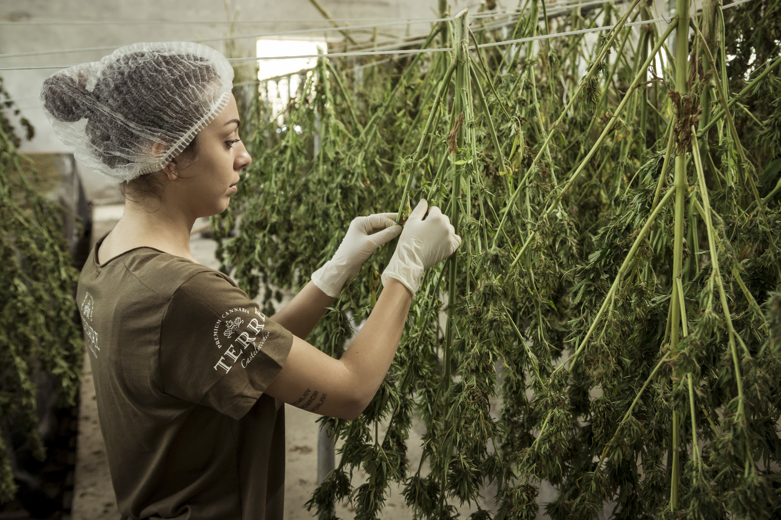 Las variedades de cannabis landrace, en peligro de extinción